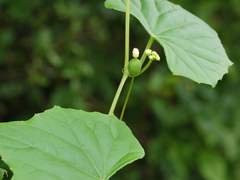 Zehneria maysorensis