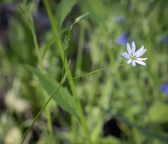 Stellaria graminea