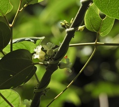 Lepistemon urceolatus