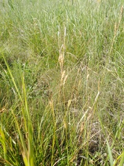 Carex diluta