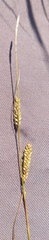 Carex diluta