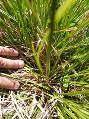 Carex diluta