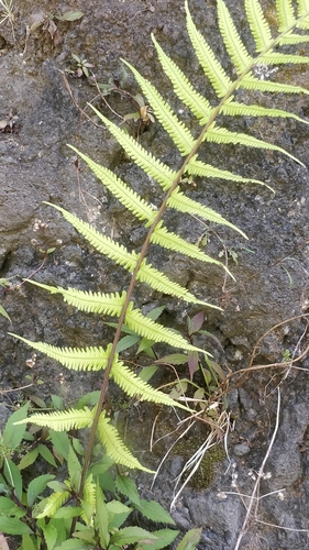 Christella dentata image