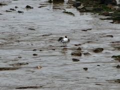 Chroicocephalus ridibundus