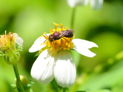Ceratina unimaculata