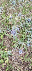 Eryngium amethystinum