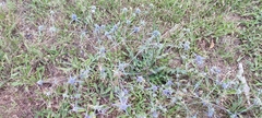 Eryngium amethystinum