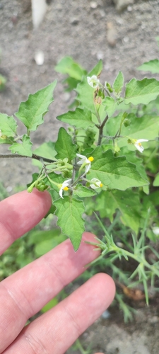 Crna pomoćnica (Solanum nigrum)