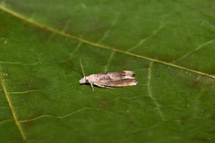 Eucosma conterminana