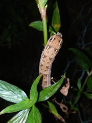 Theretra oldenlandiae