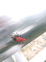 Dindymus sanguineus