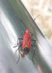 Dindymus sanguineus