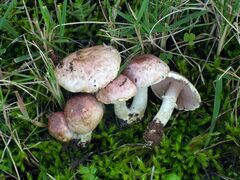 Agaricus comtulus