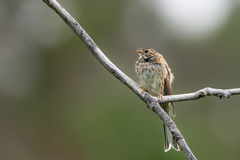 Emberiza leucocephalos