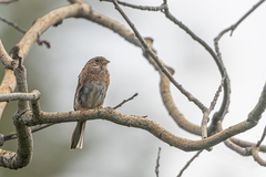 Emberiza leucocephalos