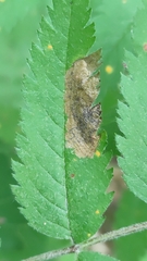 Stigmella sorbi