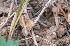 Scotopteryx chenopodiata