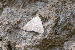 Polypogon tentacularia