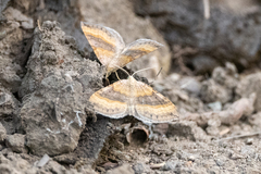 Scotopteryx chenopodiata