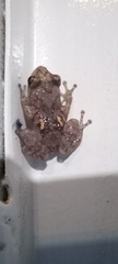 Diasporus