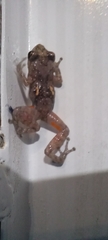Diasporus