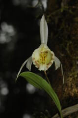 Pleione