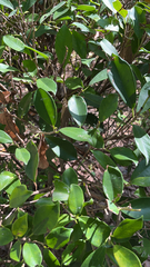 Ficus microcarpa