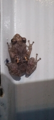 Diasporus