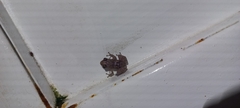Diasporus