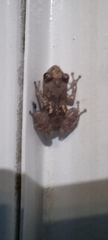 Diasporus