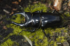 Dorcus nepalensis