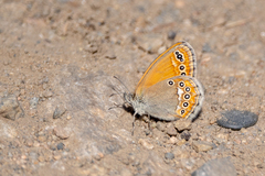 Coenonympha amaryllis