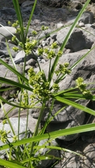 Cyperus eragrostis image