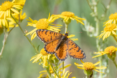 Melitaea didymoides