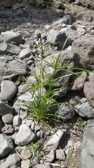 Cyperus eragrostis image