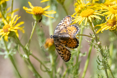 Melitaea didymoides