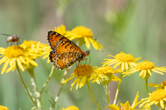 Melitaea didymoides