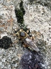 Laphria flava