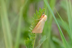 Diacrisia sannio