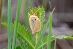 Diacrisia sannio