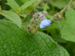 Adelocaryum malabaricum