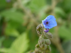 Adelocaryum malabaricum