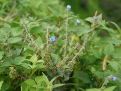 Adelocaryum malabaricum