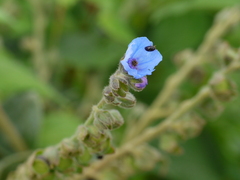 Adelocaryum malabaricum
