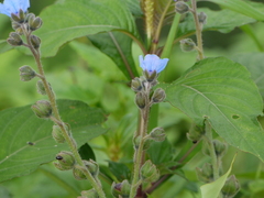 Adelocaryum malabaricum