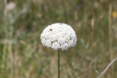 Daucus carota gummifer