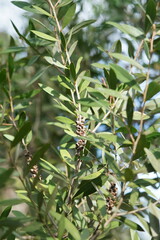 Melaleuca pallida