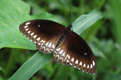 Papilio dravidarum