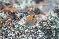 Coenonympha amaryllis