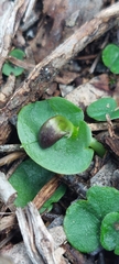 Corybas incurvus